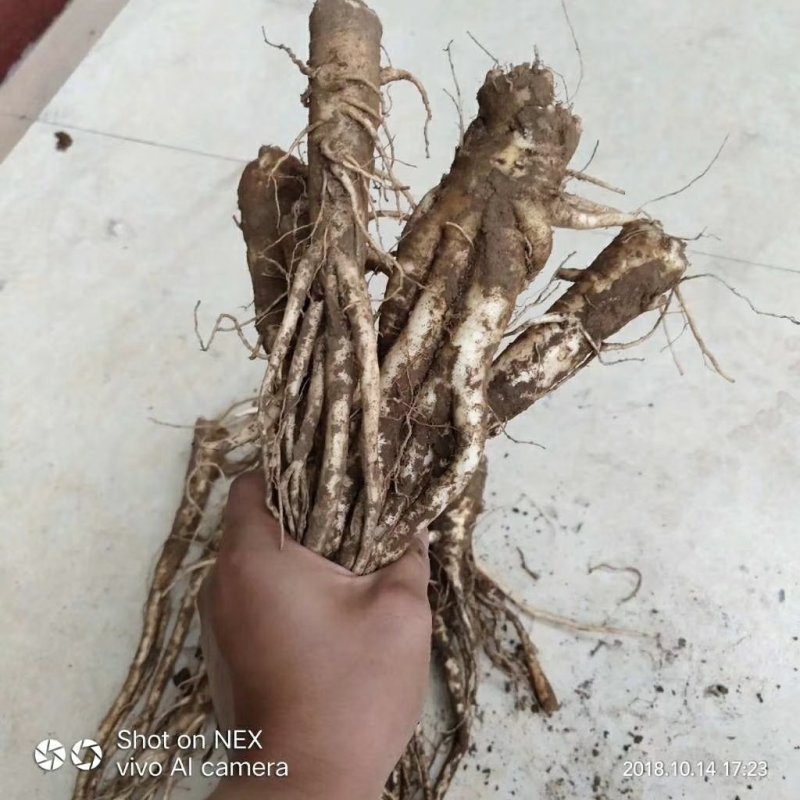 鲜人参