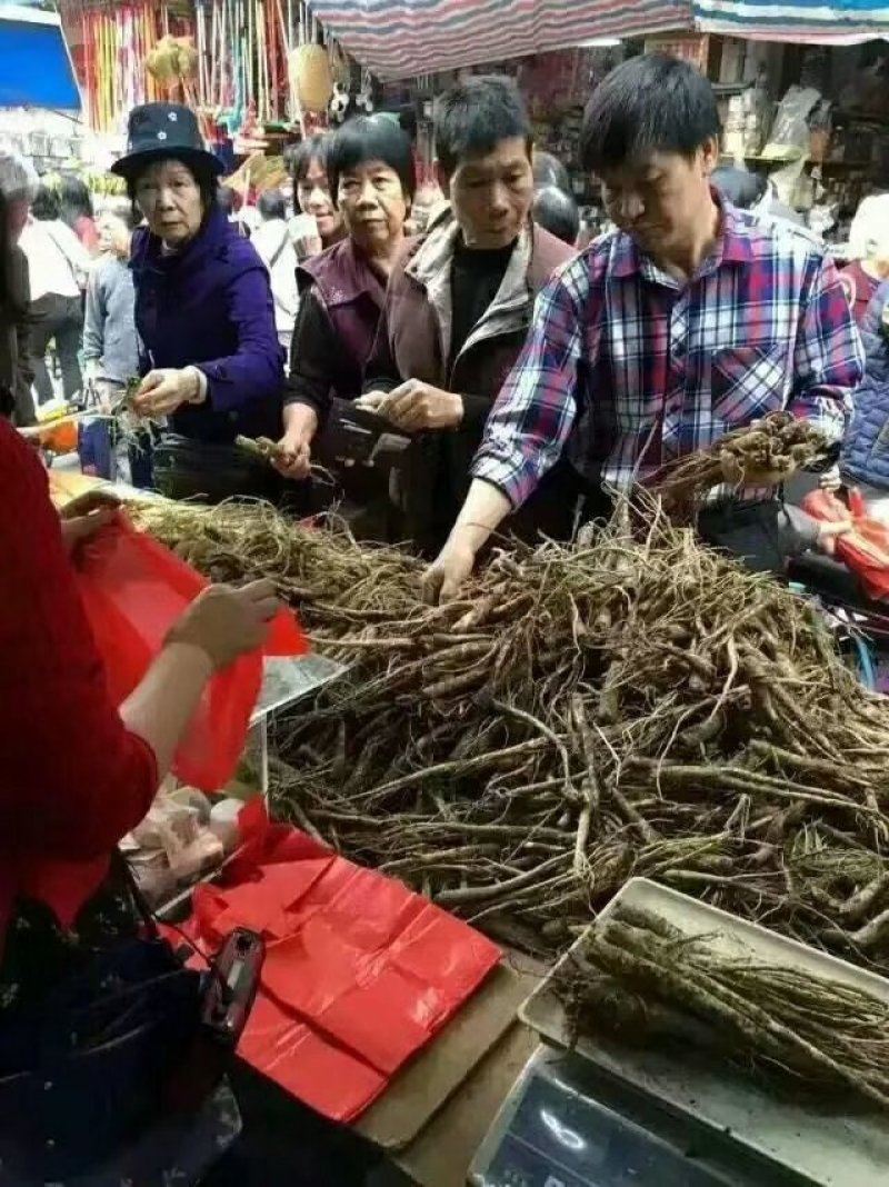 鲜人参
