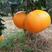 红美人柑橘苗爱媛28号柑桔苗保证品种可签合同