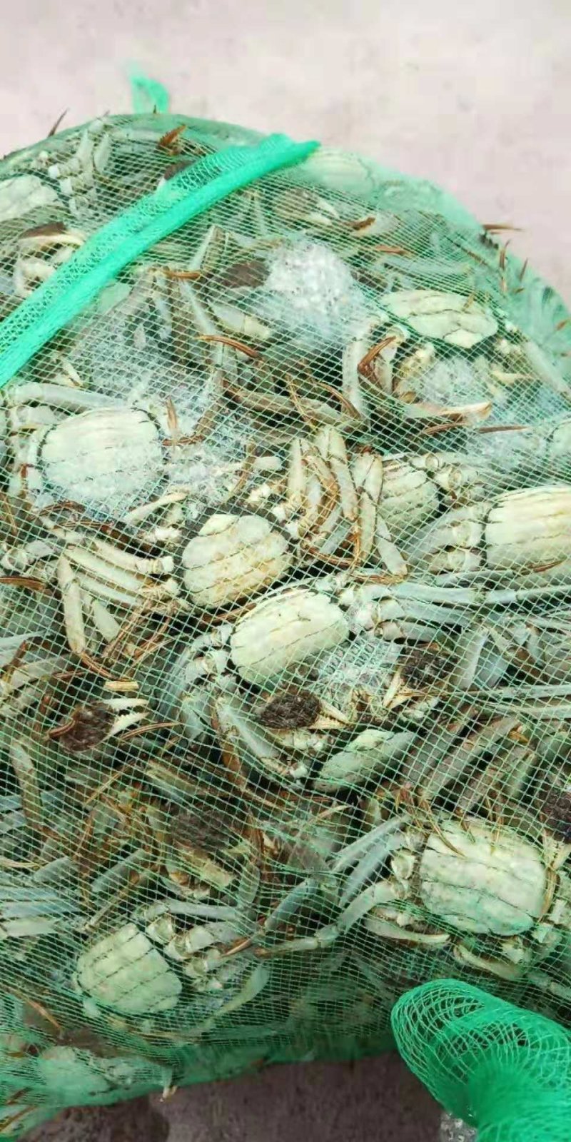 4.0两公蟹食用洪泽湖精品红膏大闸蟹