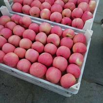 红富士苹果产地供应大量上市。