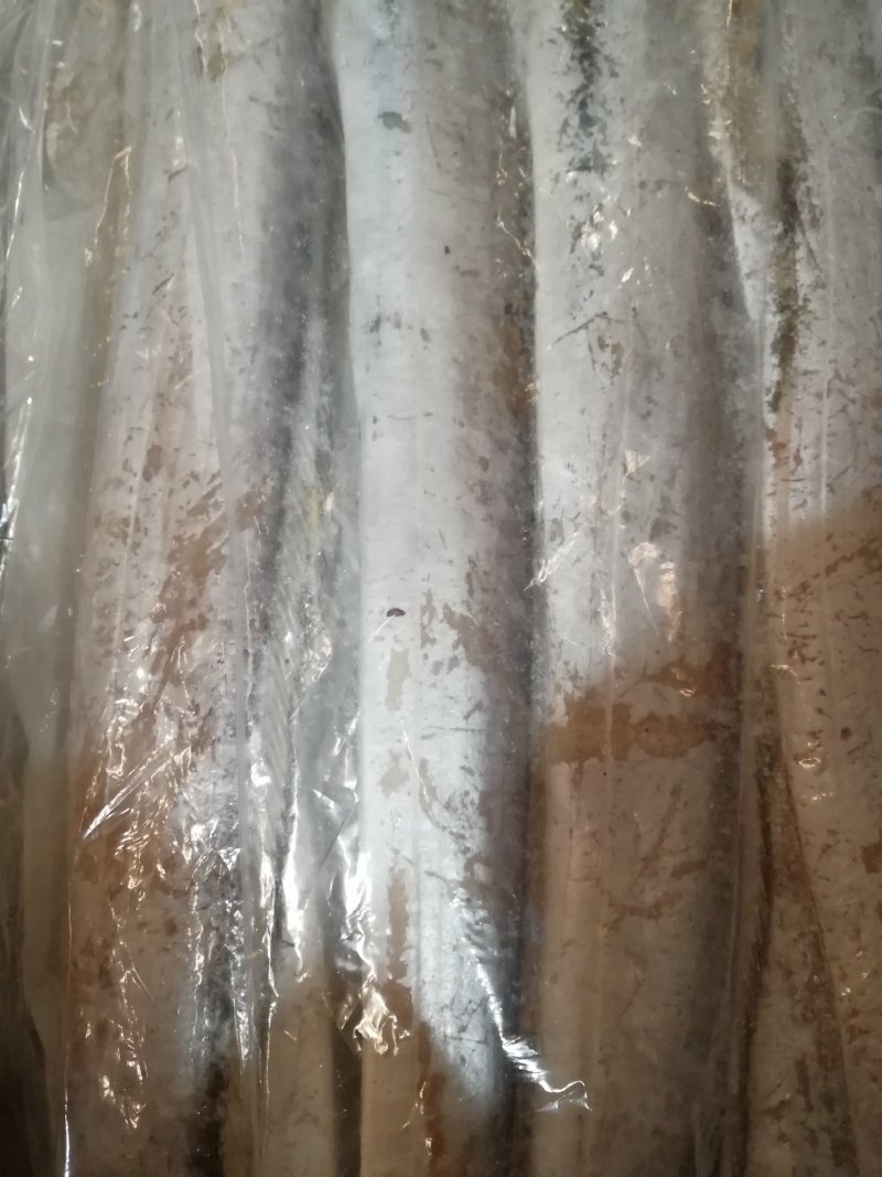 东海舟山刀鱼，食用，冰鲜鱼