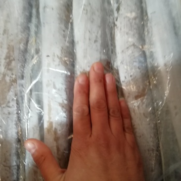 东海舟山刀鱼，食用，冰鲜鱼