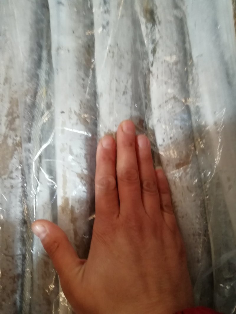 东海舟山刀鱼，食用，冰鲜鱼