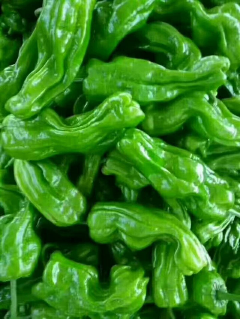 枣庄鲜芜湖苏椒（大棚），15一25厘米，微辣，