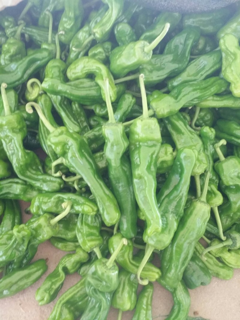 枣庄鲜芜湖苏椒（大棚），15一25厘米，微辣，