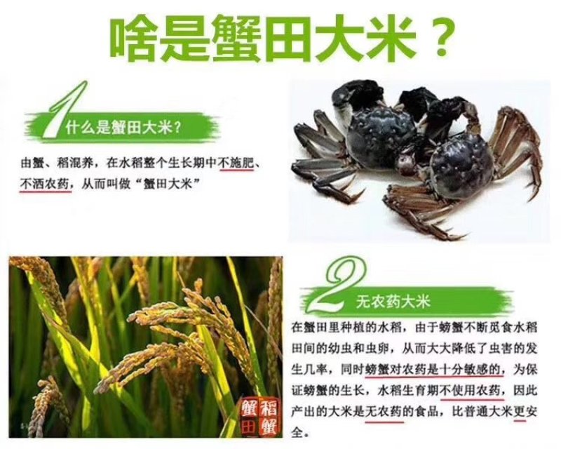 盘锦河蟹