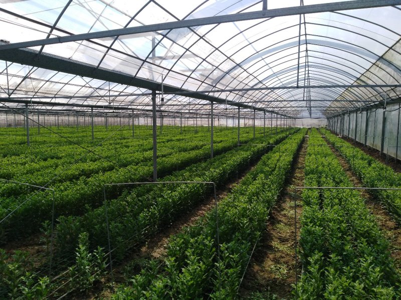 贴片滴灌带双孔大流量草莓滴灌厂家直销品质保障