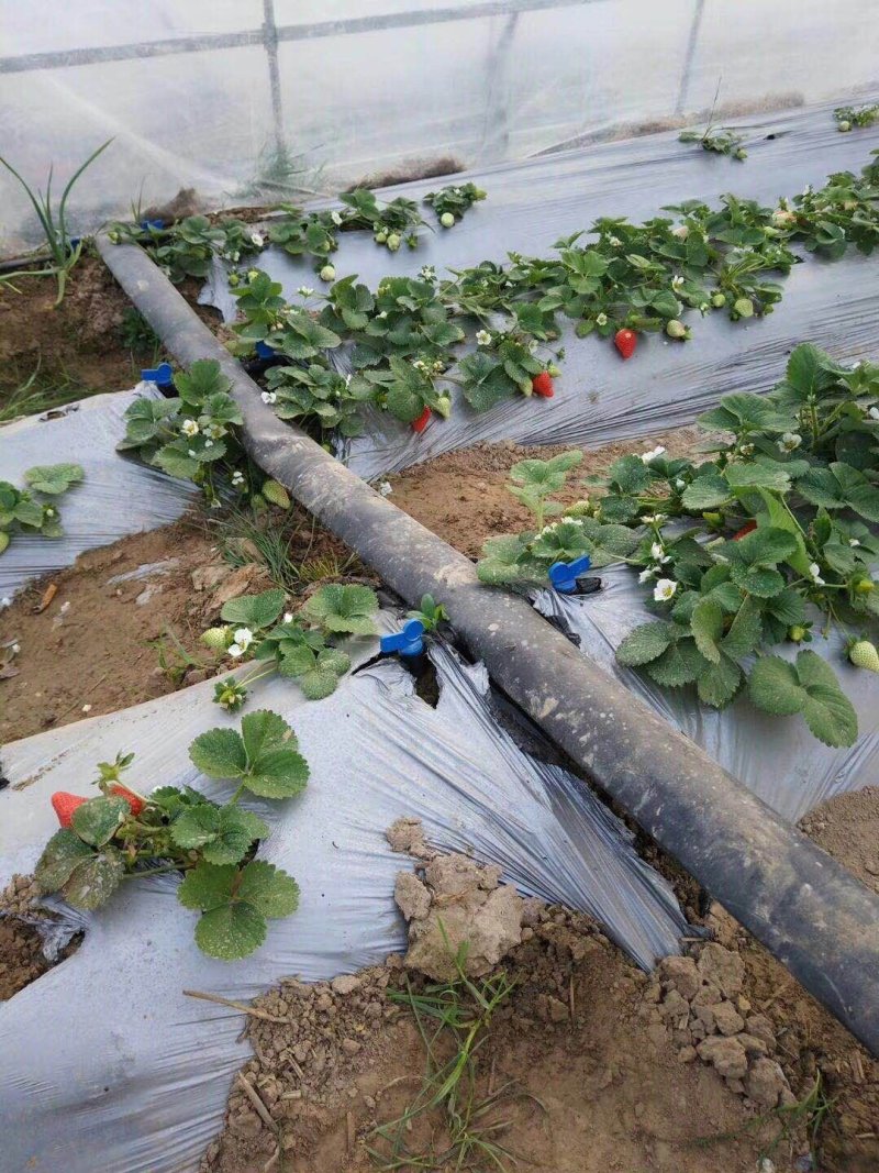贴片滴灌带双孔大流量草莓滴灌厂家直销品质保障