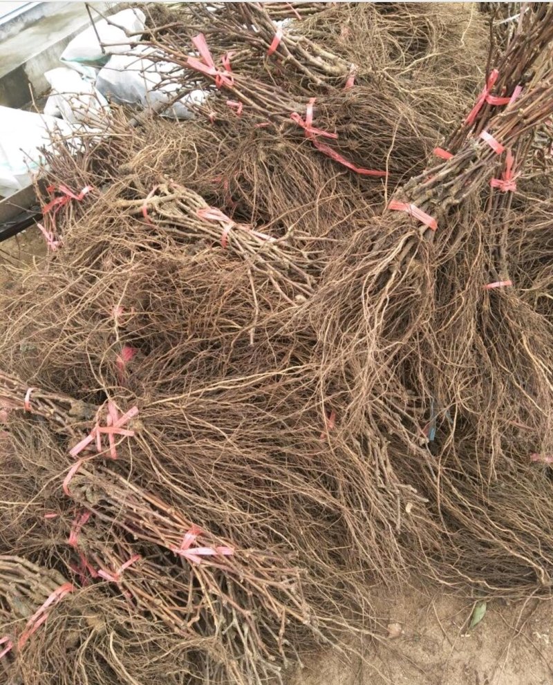 新品种葡萄苗山东当年葡萄树苗价格