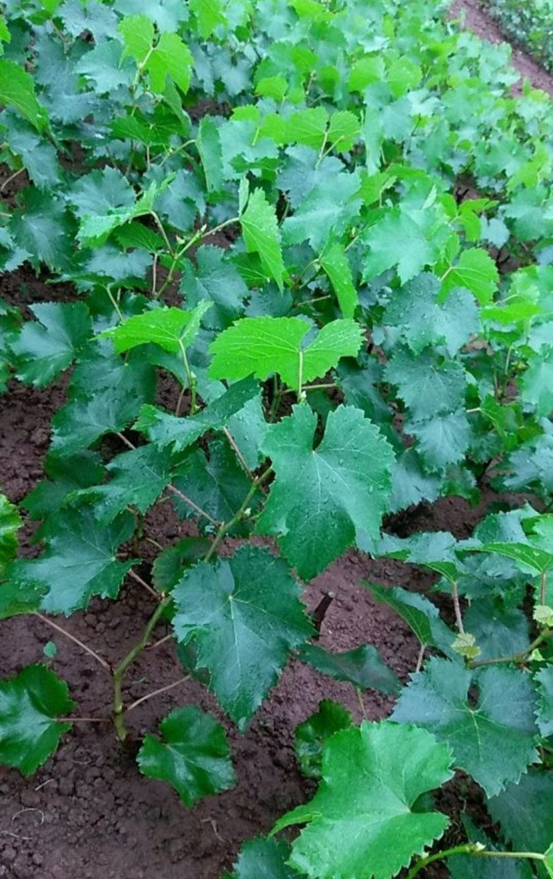 新品种葡萄苗山东当年葡萄树苗价格