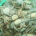 兴化红膏大闸蟹3两母
