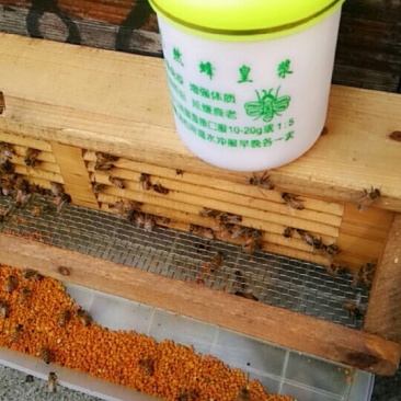 蜂王浆