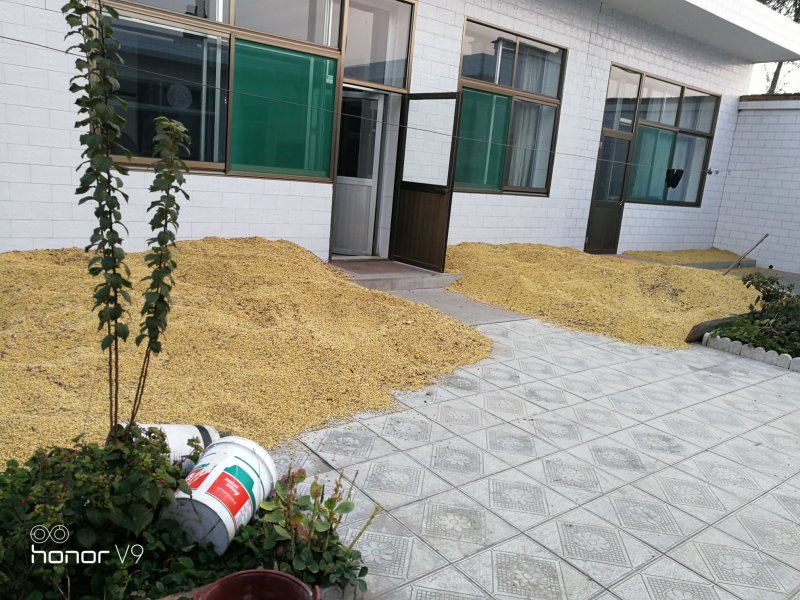 黄豆