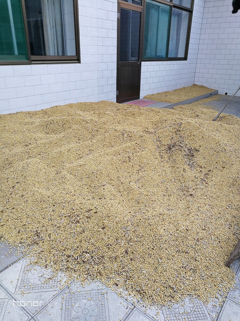 黄豆
