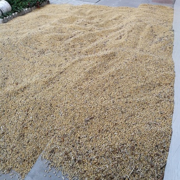 黄豆