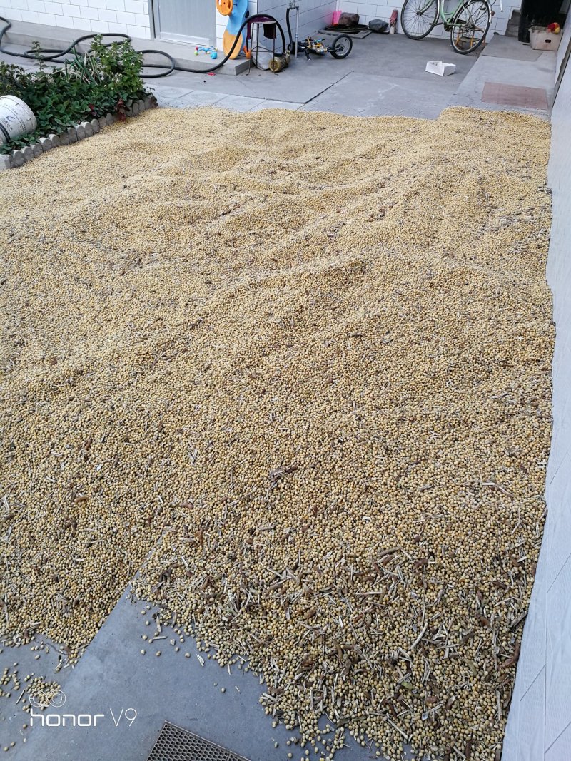 黄豆
