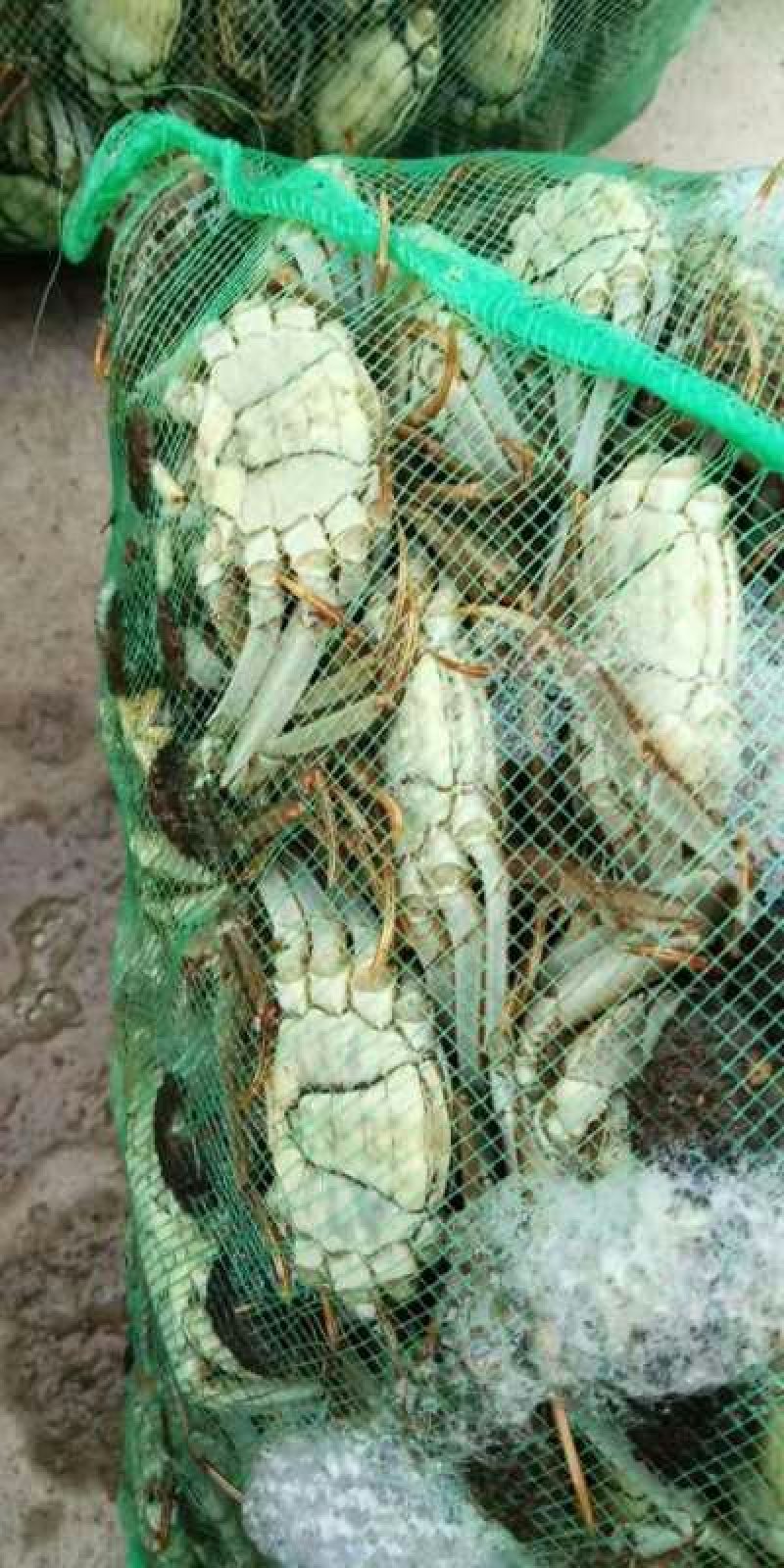 兴化红膏大闸蟹4两公蟹