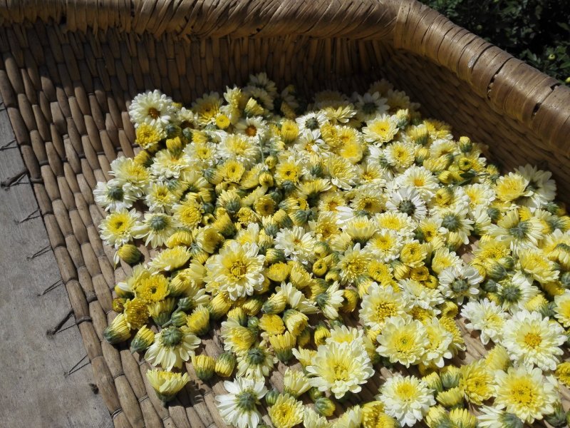 菊花茶、大花、朵菊散装