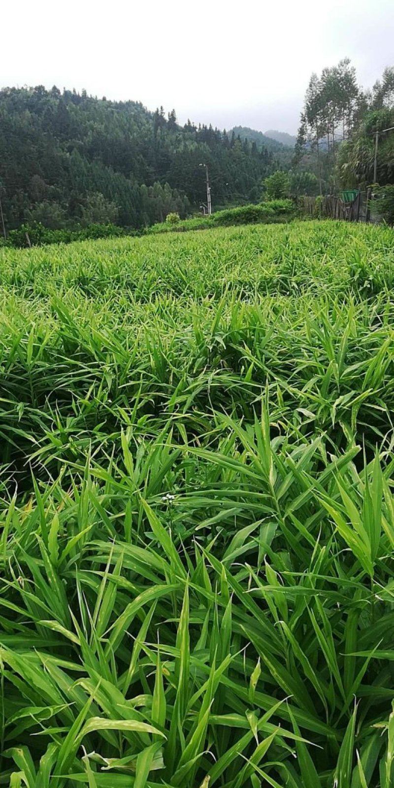 大量黄姜代售，个头大，单个四两以上，带泥