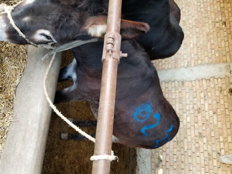 满膘肉驴，架子驴，小驴苗生长速度快，全是改良好品种