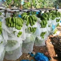 广西矮香蕉七成熟