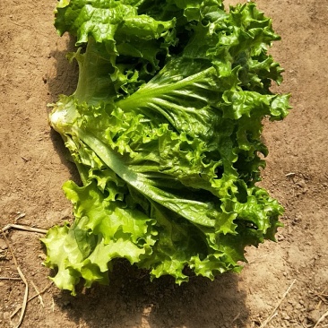 生菜