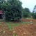 售杨梅树