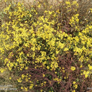 野生菊花，