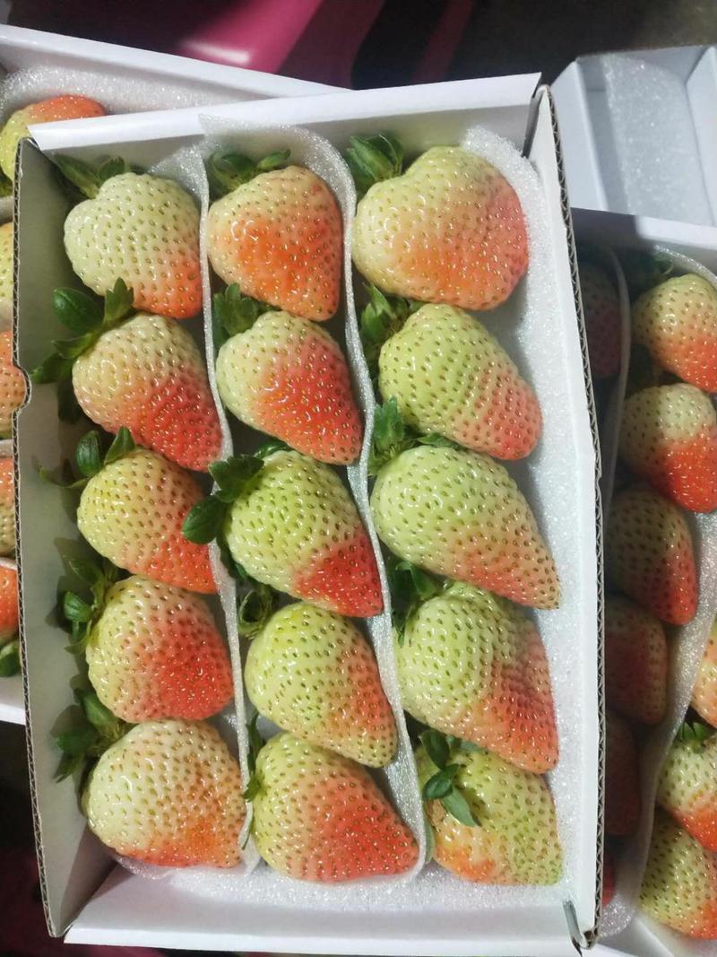 四季草莓全天供应