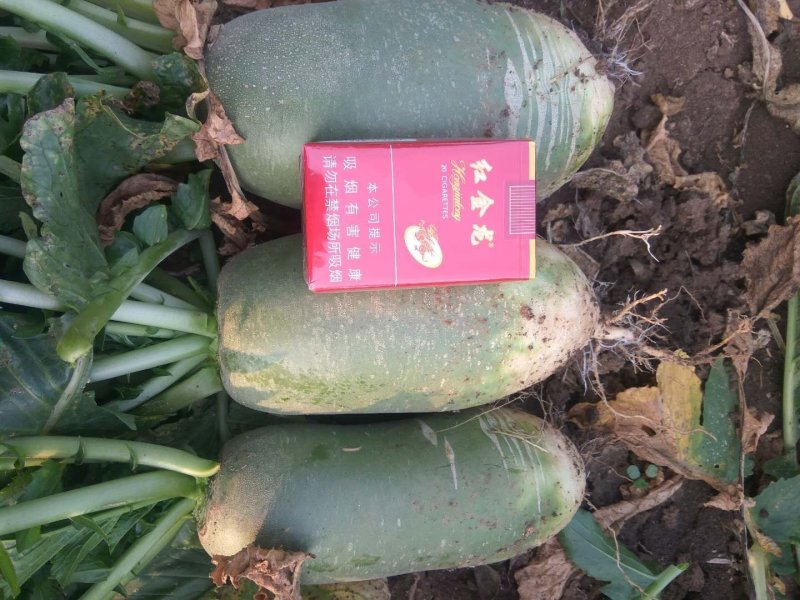 791萝卜上市了，品种齐全，产地直供，欢迎选购