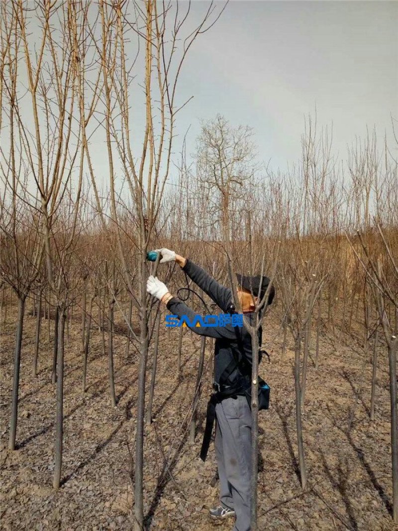 电动果树修枝剪