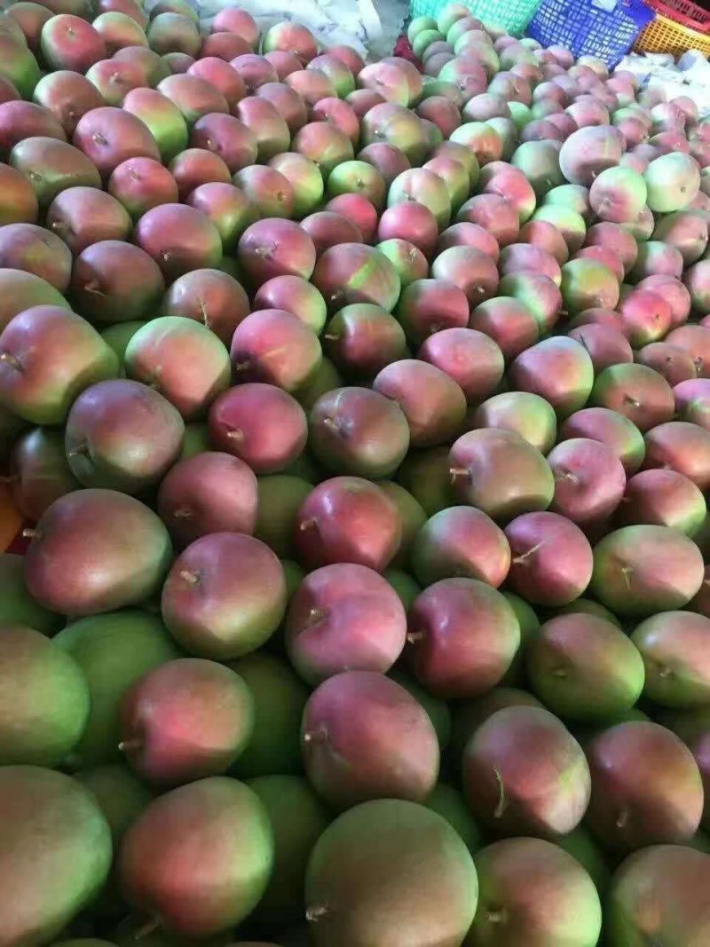 澳芒