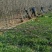 山东省临沂市河东区基地，5至10个粗的冬红海棠树实景拍摄