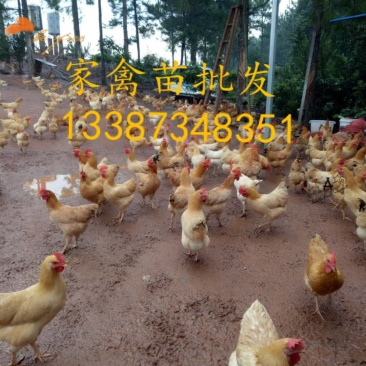 :湘黄土鸡苗
