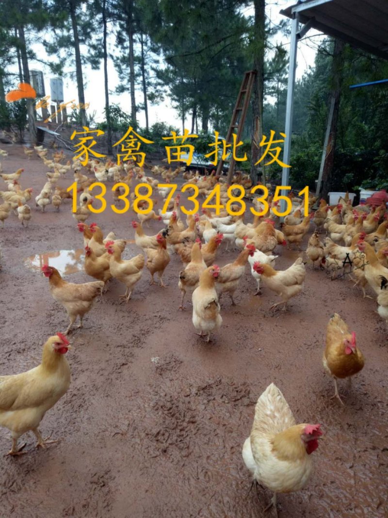 :湘黄土鸡苗