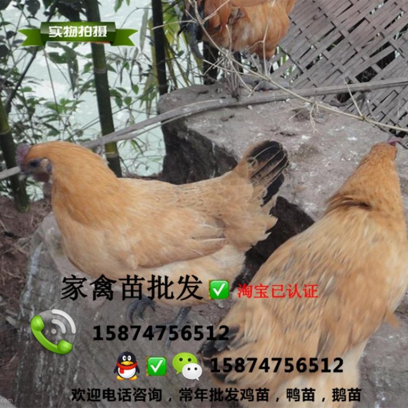 黄毛乌鸡苗