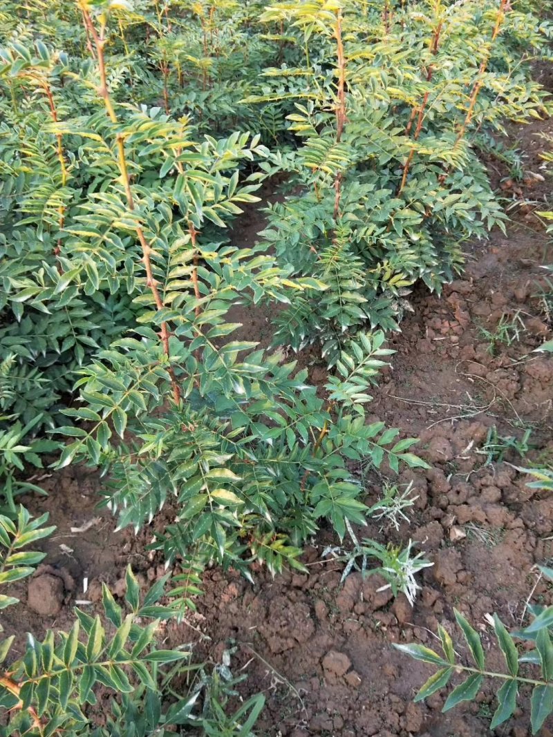 花椒苗，一年花椒苗，嫁接花椒苗