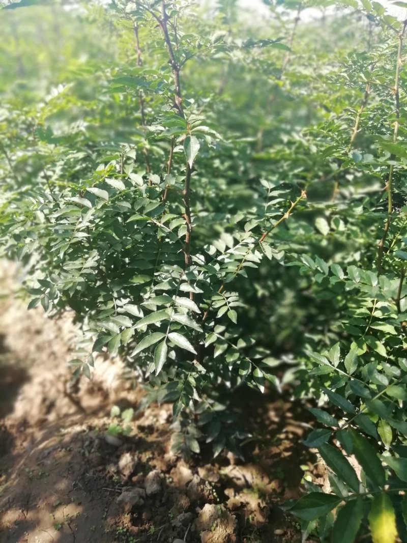 花椒苗，一年花椒苗，嫁接花椒苗