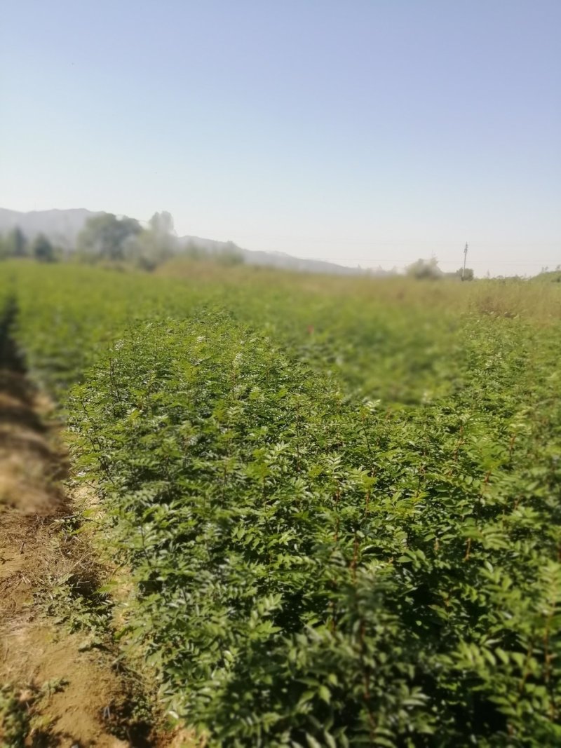 花椒苗，一年花椒苗，嫁接花椒苗