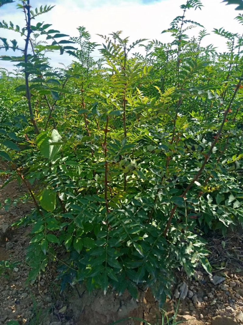 花椒苗，一年花椒苗，嫁接花椒苗