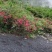 映山红下山桩
