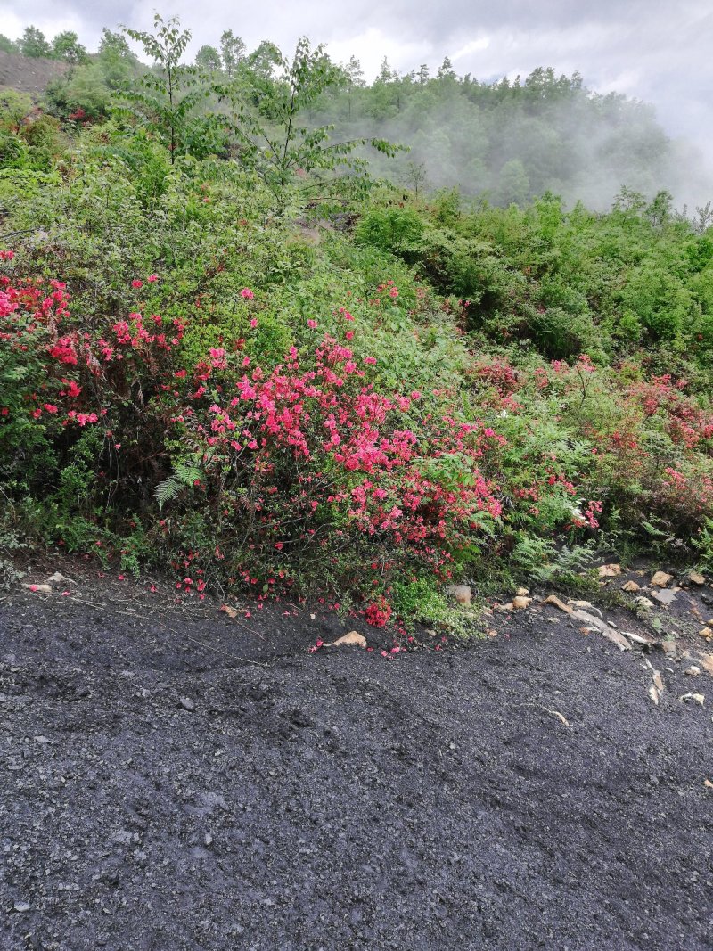 映山红下山桩