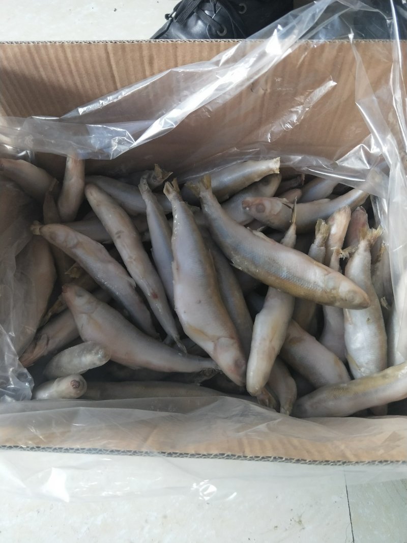 多春鱼
