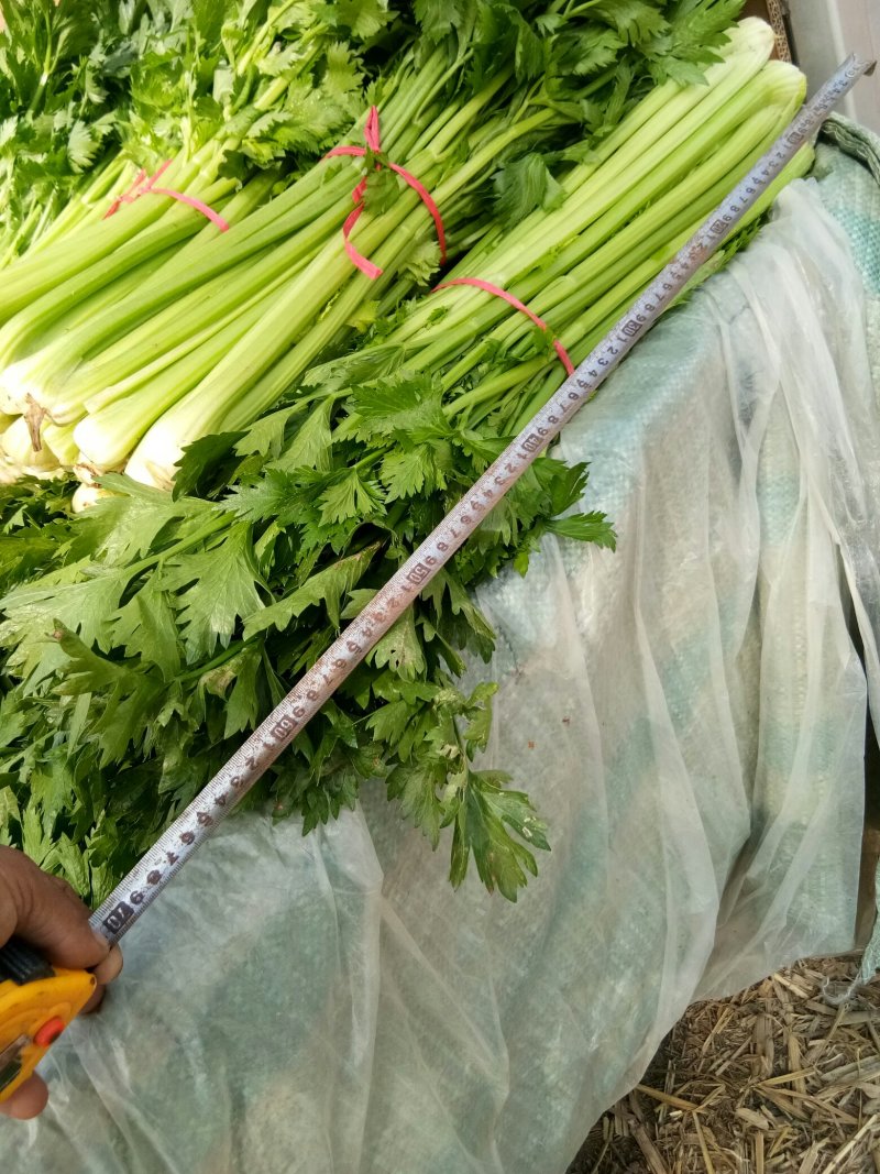 滑县芹菜，60公分以上，有需要的大量有货啊，