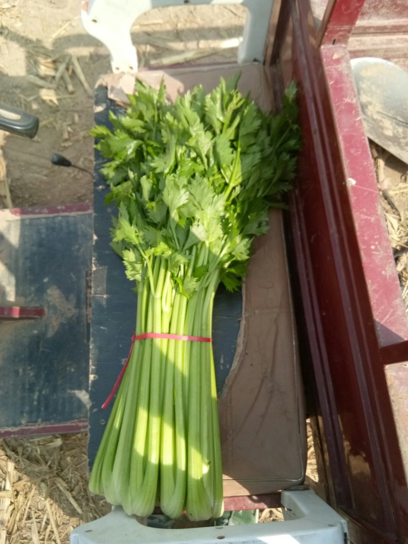滑县芹菜，60公分以上，有需要的大量有货啊，
