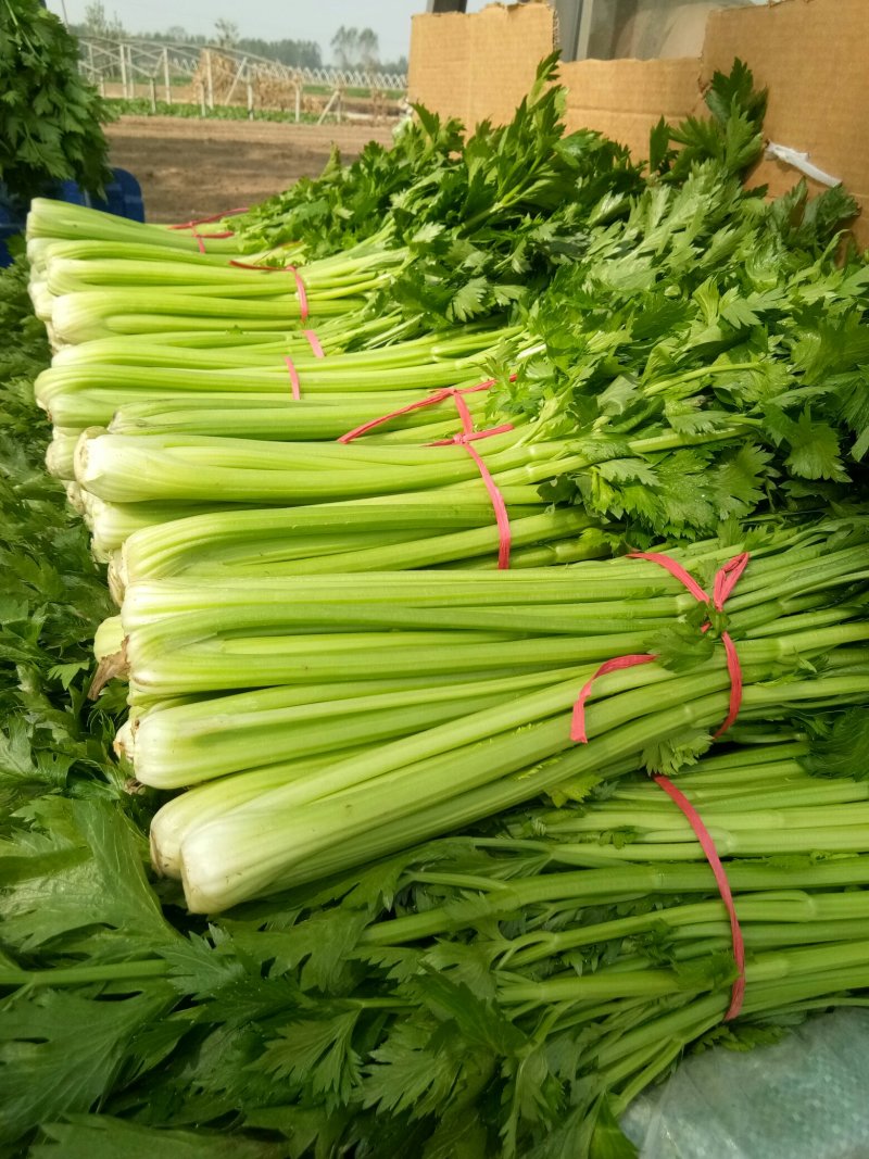 滑县芹菜，60公分以上，有需要的大量有货啊，