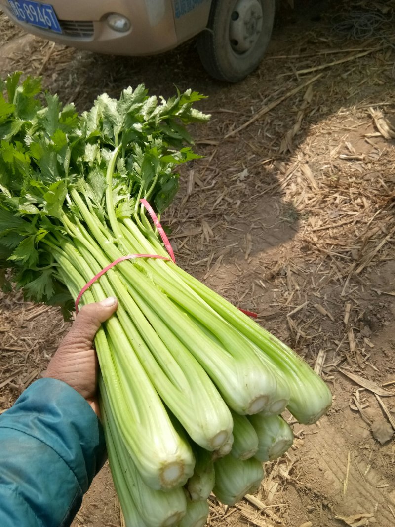 滑县芹菜，60公分以上，有需要的大量有货啊，