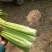 滑县芹菜，60公分以上，有需要的大量有货啊，