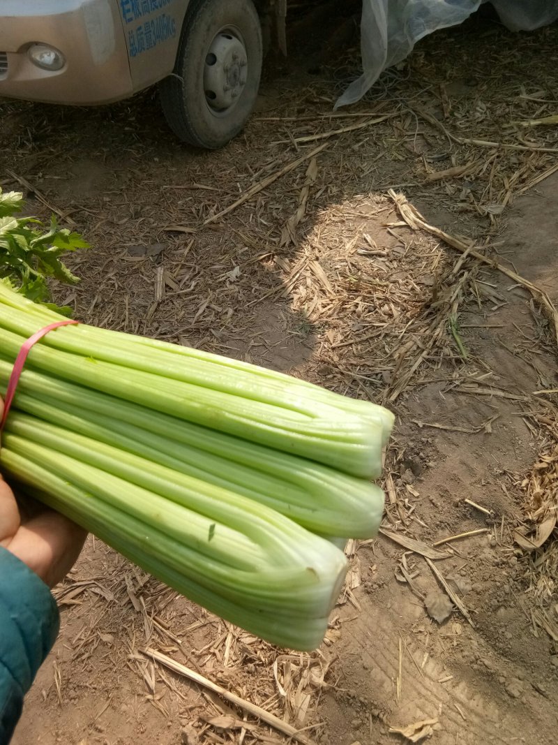 滑县芹菜，60公分以上，有需要的大量有货啊，
